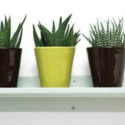 Gus Gus Modern Picture Rails