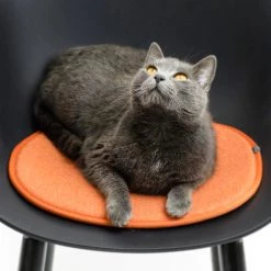 Toou TA Side Chair Yi Black Oak Base Modern Dining